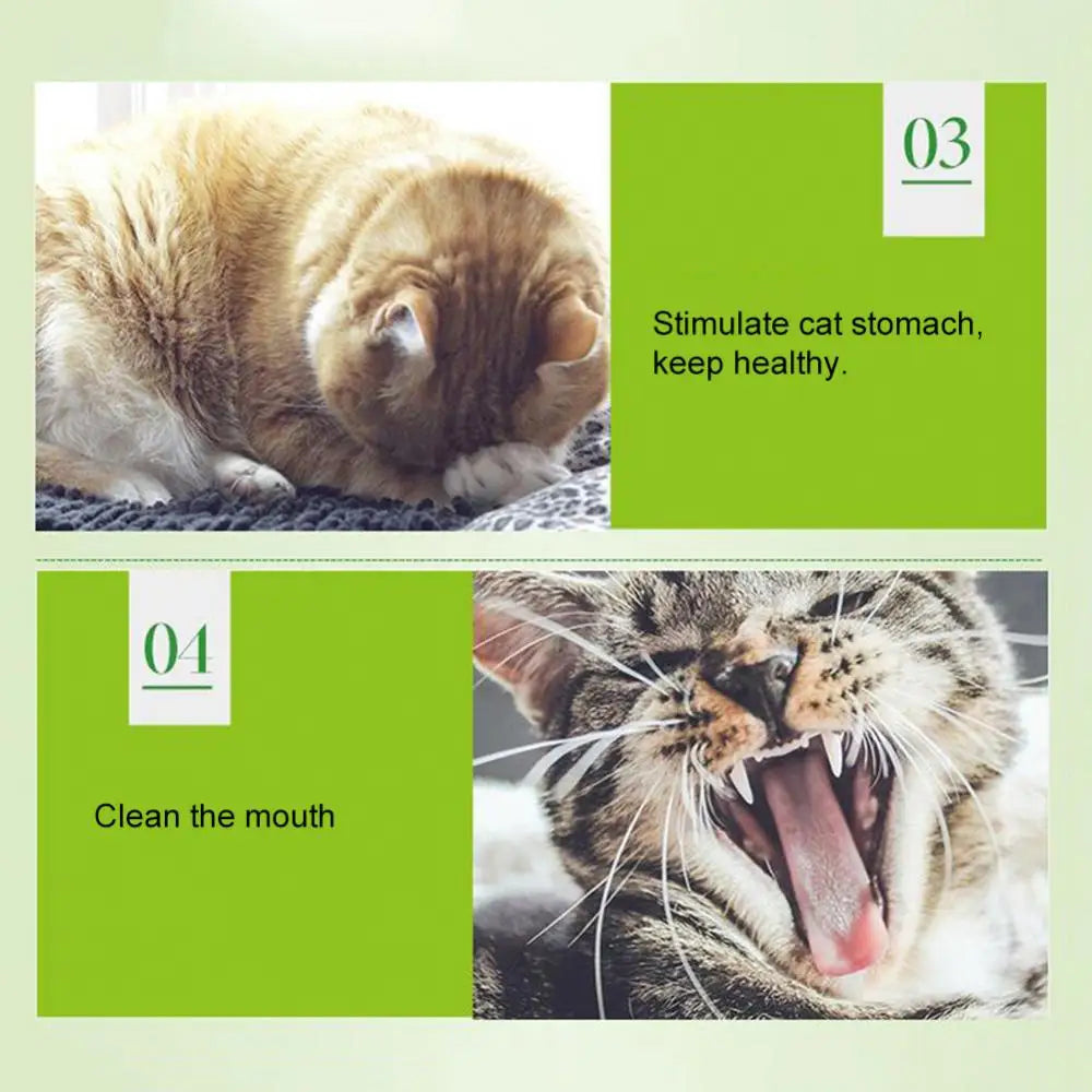 Catnip 5g/Pack Cat Mint Powder Natural Pet Kitten Mouth Cleaning Flavor Treats